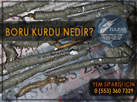 Boru Kurdu nedir?